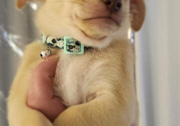 Chihuahua chiweenie male Bear/Simba