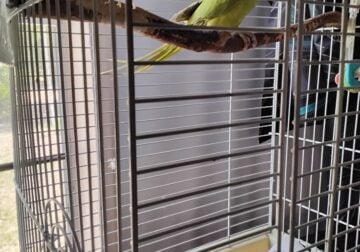 Indian Ringnecks