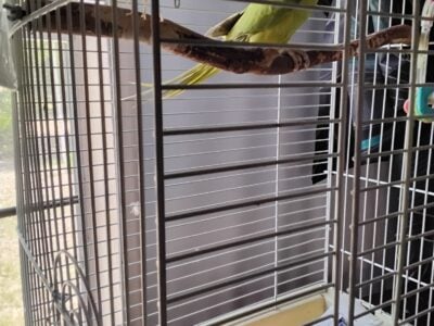 Indian Ringnecks
