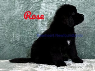 Rose at Bearheart Newfoundlands