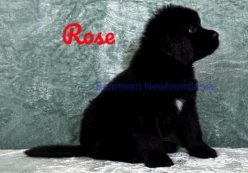 Rose at Bearheart Newfoundlands