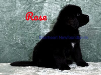 Rose at Bearheart Newfoundlands
