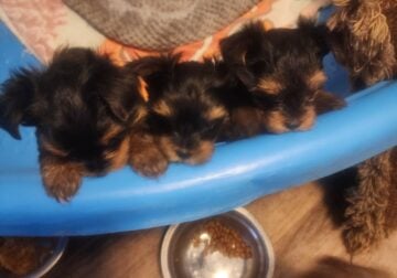 Teacup Yorkie puppies