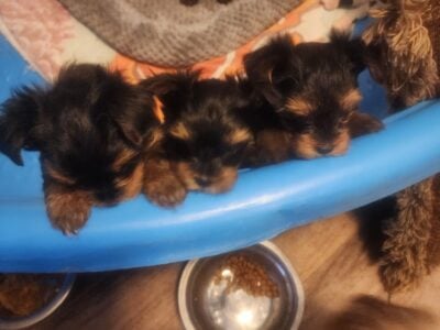 Teacup Yorkie puppies