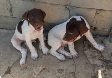 German Shorthair Pointer Puppies