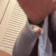 2 Female Young Ferrets