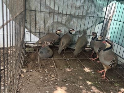 Chukar birds for sale
