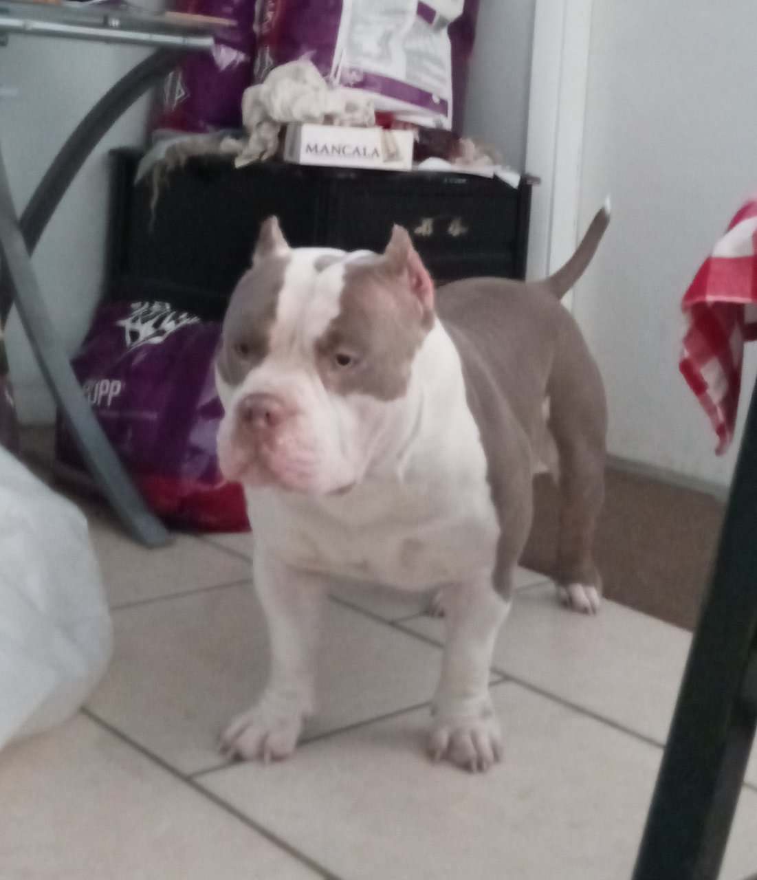 American bully Puppies image 6