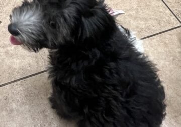 Bandit – Chinese Crested Powderpuff