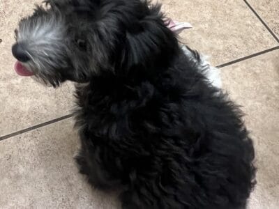 Bandit – Chinese Crested Powderpuff
