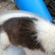 Border collie babies