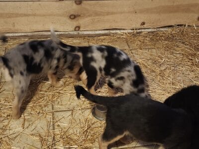 Australian/German Shepherd puppies
