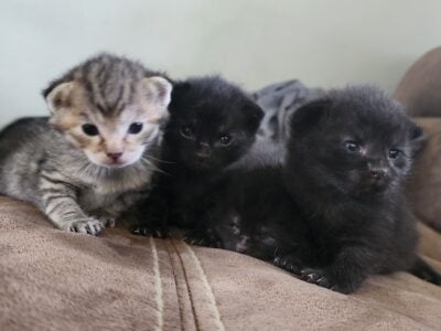 Free Kittens
