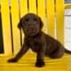 LABrador Retriever Puppies AKC Registered