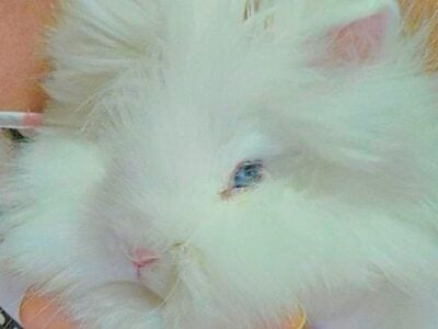 Rehoming Emergency: Baby Lionhead Bunny, Colorado