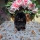 Black otter buck Holland lop