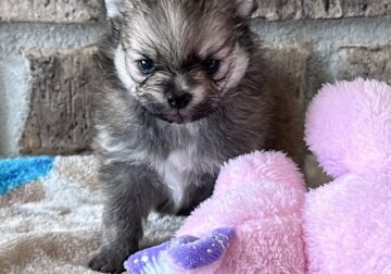 Pomeranian ( Sable female)