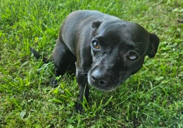 Adult Female Chihuahua For Sale