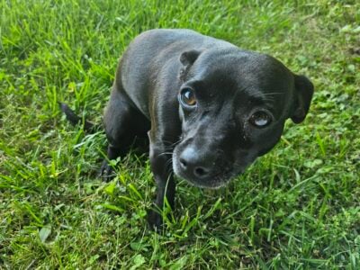 Adult Female Chihuahua For Sale