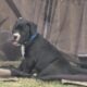 100% Pitt Bull Terrier Puppies