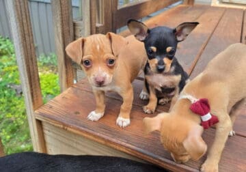 Chihuahua puppies