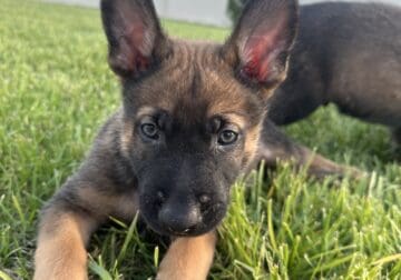 Belgian Malinois Puppies Ready For New Home