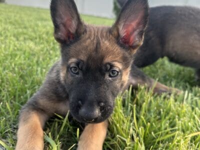 Belgian Malinois Puppies Ready For New Home