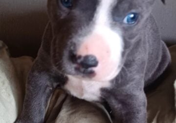 Pitbull puppies