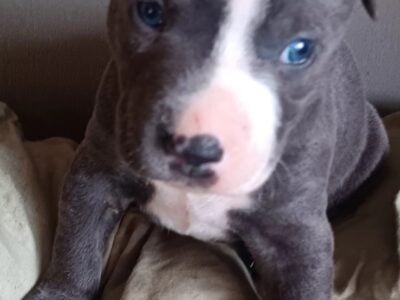 Pitbull puppies