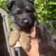 Puppies for sale