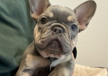 French Bulldog Puppy