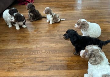 Cavapoo Puppies