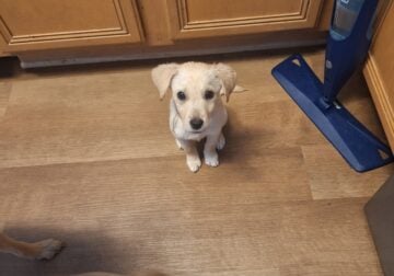 Mixed Lab Puppies