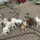 Retriever Mastiff/ Great Pyrenees puppies