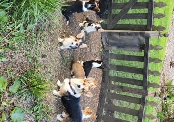 Adorable Pembroke Welsh Corgis