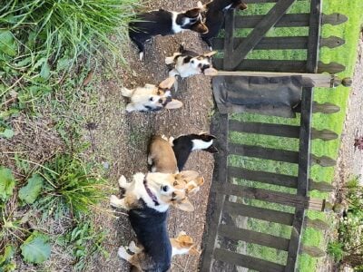 Adorable Pembroke Welsh Corgis