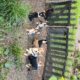 Adorable Pembroke Welsh Corgis