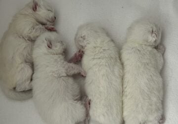 Scottish kittens