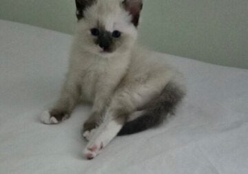BLUE EYED BABY-GIRL 8 WEEKS. Now AVAILABLE