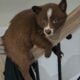 Ponsky puppies