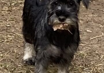 AKC MINIATURE SCHNAUZERS LOOKING FOR SNUGGLES