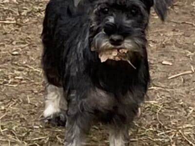AKC MINIATURE SCHNAUZERS LOOKING FOR SNUGGLES