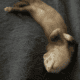 2 Female Young Ferrets