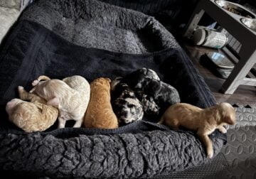 Adorable Shihpoo x Toy Poodle Puppies for Sale!