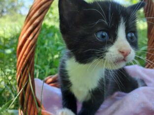 Aria (female domestic kitten)