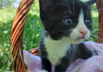 Aria (female domestic kitten)