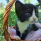 Aria (female domestic kitten)