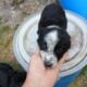 Border collie babies