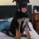 4 GSD Puppies