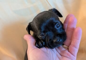Adorable sweet chiweenie puppies for sale